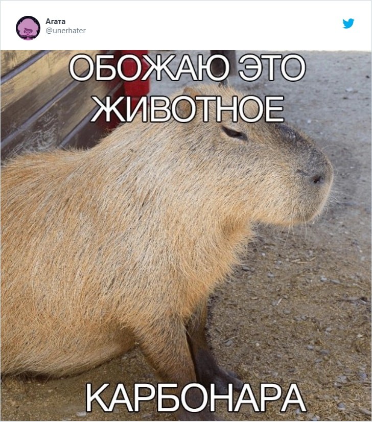 Люблю это животное карбонара