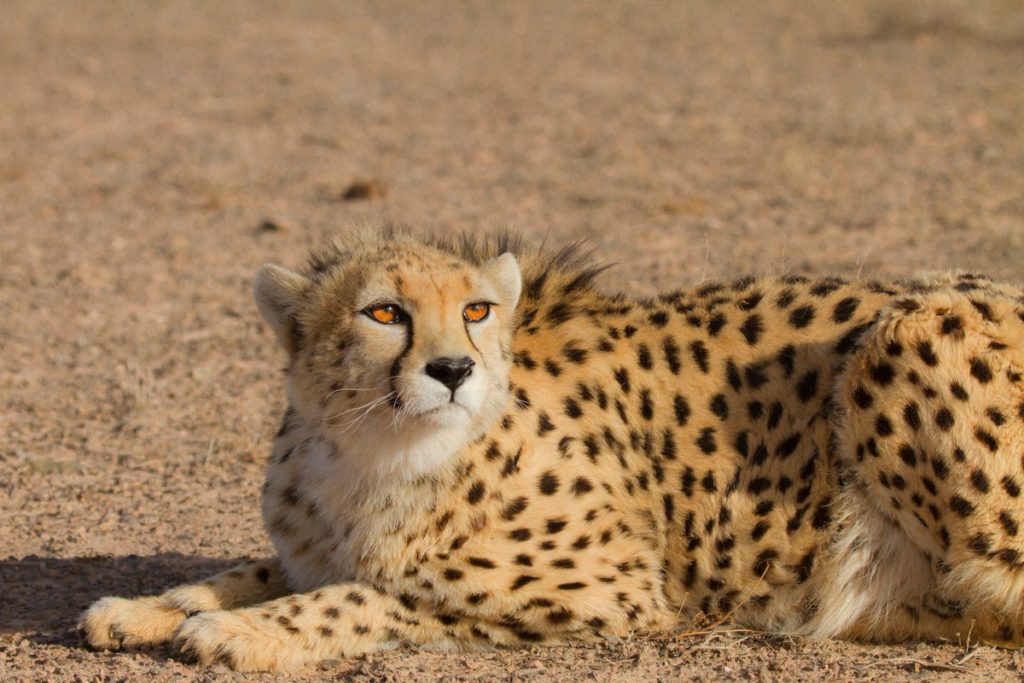 Gepard asijský