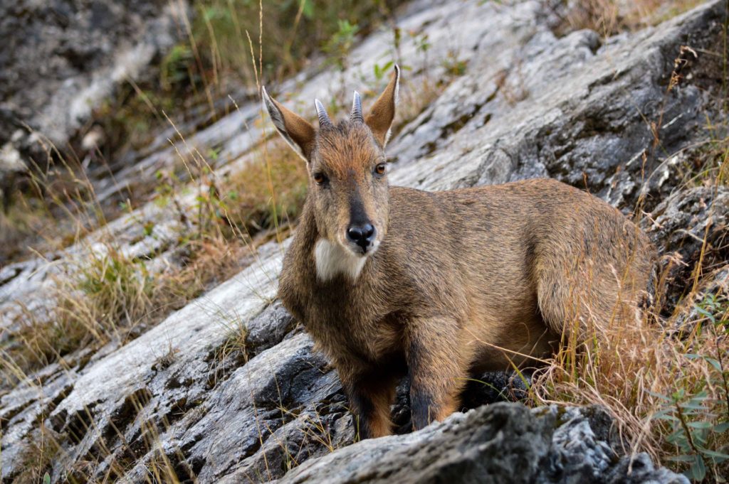 Amur goral
